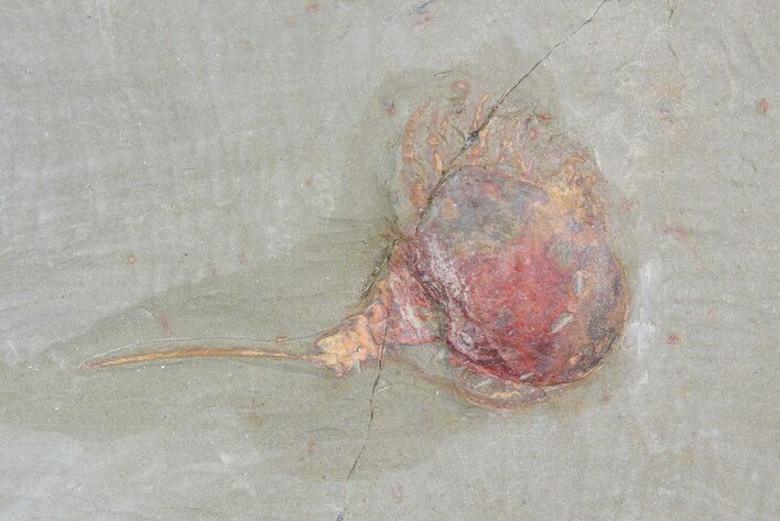 Xiphosurida Arthropod - Horseshoe Crab Ancestor #92494